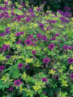 purple and yellow flowers in the middle of a field with green leaves on it's sides