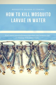 how to kill mosquito larvae in water with text overlay that reads how to kill mosquito larve in water