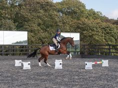 a person riding on the back of a brown horse next to white bags and trees