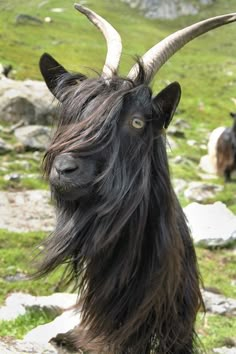 a black goat with long horns standing on top of a grass covered field next to rocks