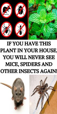 IF YOU HAVE THIS PLANT IN YOUR HOUSE, YOU WILL NEVER SEE MICE, SPIDERS AND OTHER INSECTS AGAIN! Wellness Photography, Strong Mindset, Living In Harmony, Sport Exercise, Healthy Facts, In Harmony With Nature, Health Signs, Harmony With Nature, Women Health Care