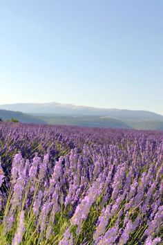 a field full of purple flowers with mountains in the background