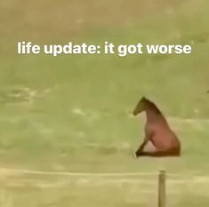 a horse standing in the water next to a wooden fence with words above it that read, life update it got worse