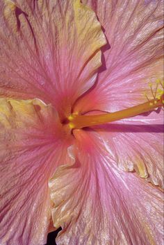 a pink flower with yellow stamens is shown in close up view from above