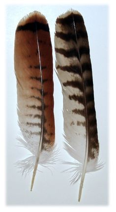 two brown and white feathers on a white background