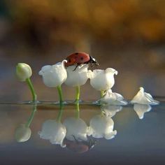 a ladybug sitting on top of white flowers with water reflecting it's surface