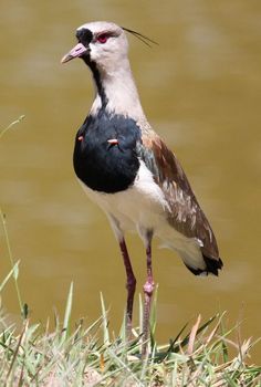 a bird standing on the edge of a body of water with it's beak open