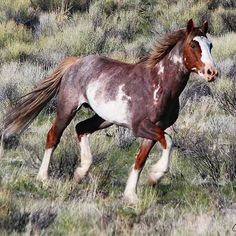 a brown and white horse is running through the grass