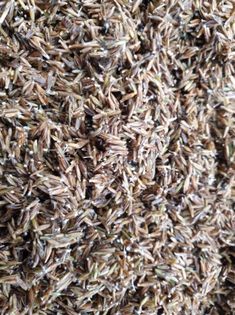 close up view of brown and white seed