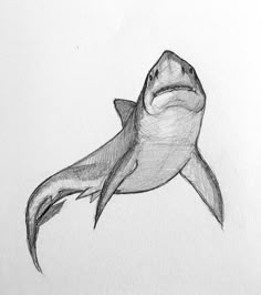 a drawing of a shark with its mouth open