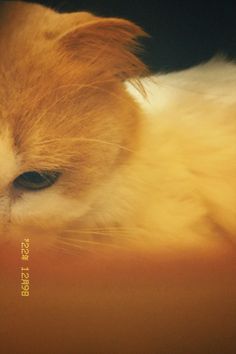 an orange and white cat laying on top of a table