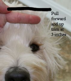 Goldendoodle Tips, Grooming Goldendoodle, Women Haircut, Grooming Hacks