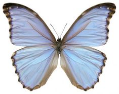 a blue and white butterfly flying in the air