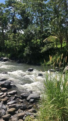 a river running through a lush green forest filled with rocks and grass next to tall trees