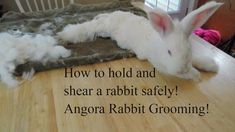 a rabbit that is laying down on a table