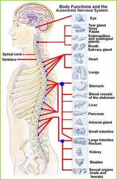 Punkty Spustowe, Craniosacral Therapy, Spine Health, Autonomic Nervous System, Human Anatomy And Physiology, Medical Anatomy, The Nervous System, Body Anatomy