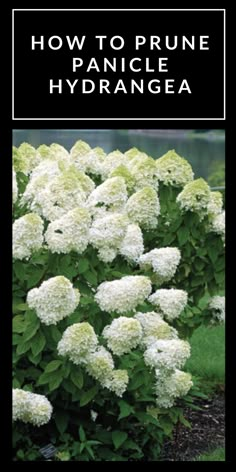 how to prune panice hydrangea in the garden with text overlay