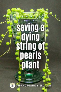 a glass filled with green berries and the words saving a dying string of pearls plant