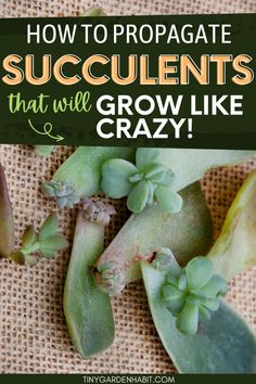 succulents with text overlay how to propagate succulents that will grow like crazy