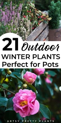 some pink flowers and plants with the words 21 outdoor winter plants perfect for pots