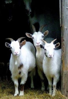 three goats standing next to each other near a barn door with hay on the ground