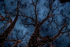 the tree is decorated with lights and garlands for an outdoor christmas display at night