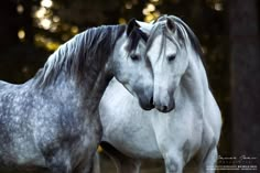 two white horses standing next to each other