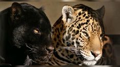 two large black and brown animals next to each other