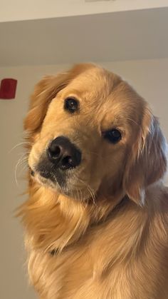 a close up of a dog looking at the camera