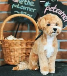 a small brown dog sitting next to a basket and chalkboard sign with writing on it