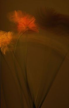 blurry photograph of flowers with orange and yellow petals in the foreground, against a brown background