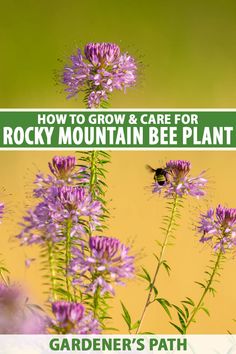 purple flowers with text overlay how to grow and care for rocky mountain bee plant