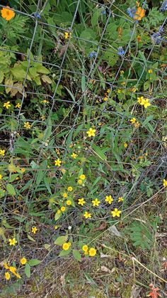 yellow and blue flowers growing on the side of a fenced in area with weeds