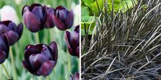 purple flowers are growing in the grass and next to another photo with green leaves on it