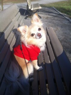 a small dog wearing a red shirt sitting on top of a wooden bench next to a park