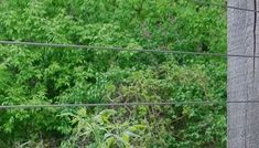 an animal standing on top of a lush green field