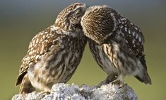 two little owls are sitting on top of a rock and touching each other's foreheads