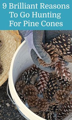 a bucket full of pine cones with the words 9 brilliant reasons to go hunting for pine cones