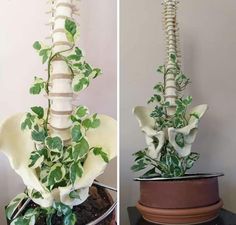 two pictures of the same plant in different stages of growth