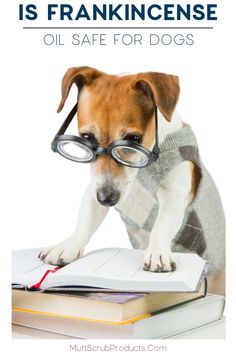 a dog wearing glasses and reading a book with the words is cedarwood oil safe for dogs