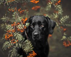 a black dog is standing in front of some orange and green leaves on a tree