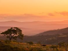 the sun is setting over some hills with animals grazing in the foreground and trees on the other side