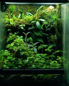 an aquarium filled with lots of green plants