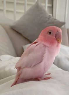 a pink bird sitting on top of a bed next to pillows