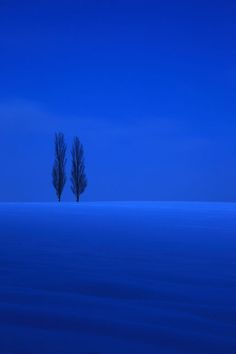 two trees standing in the middle of a blue field at night with no leaves on them