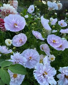 many pink and white flowers in a garden