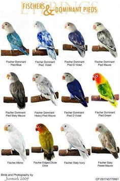 a poster with different types of birds sitting on top of a wooden perching post