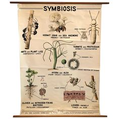 an old poster showing the life cycle of symbosises and other plant life