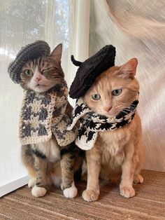 two cats wearing hats and scarves sitting next to each other