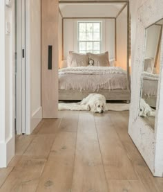 a white dog laying on the floor in front of a mirror and bed with pillows